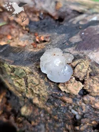 Klontjestrilzwammen [Hyaloriaceae]